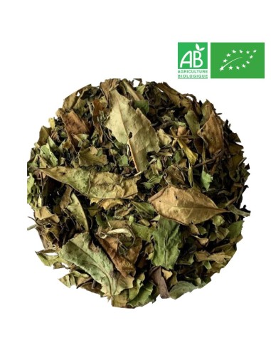 Organic Pai Mu Tan White Tea - Wholesale White Tea - Supplier of Tea