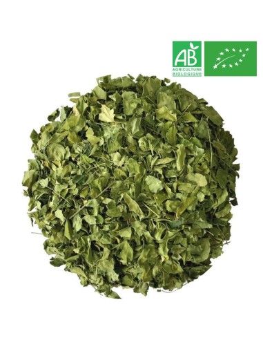 Organic Moringa - Wholesale Herb and Plant - Supplier of Tea