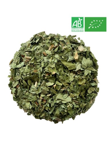 Organic Blackcurrant Leaves 1Kg - Supplier of Tea - Herb and Plant