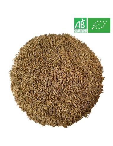 Supplier - Caraway - Whole Fruit _ Wholesale - Supplier of tea