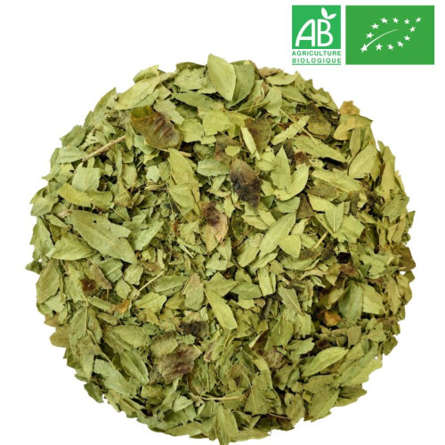 Senna Leaf in Bulk - Organic Herbalism Wholesaler