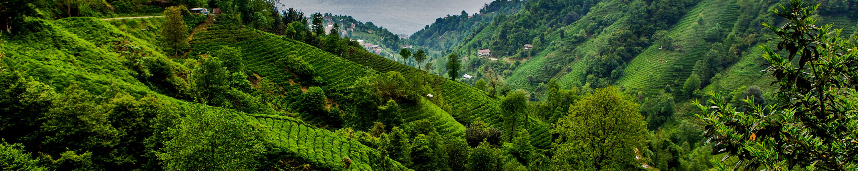 Plantation de thé bio en montagne - Grossiste-The.com fournisseur B2B
